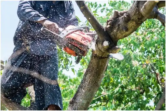 tree services Withee